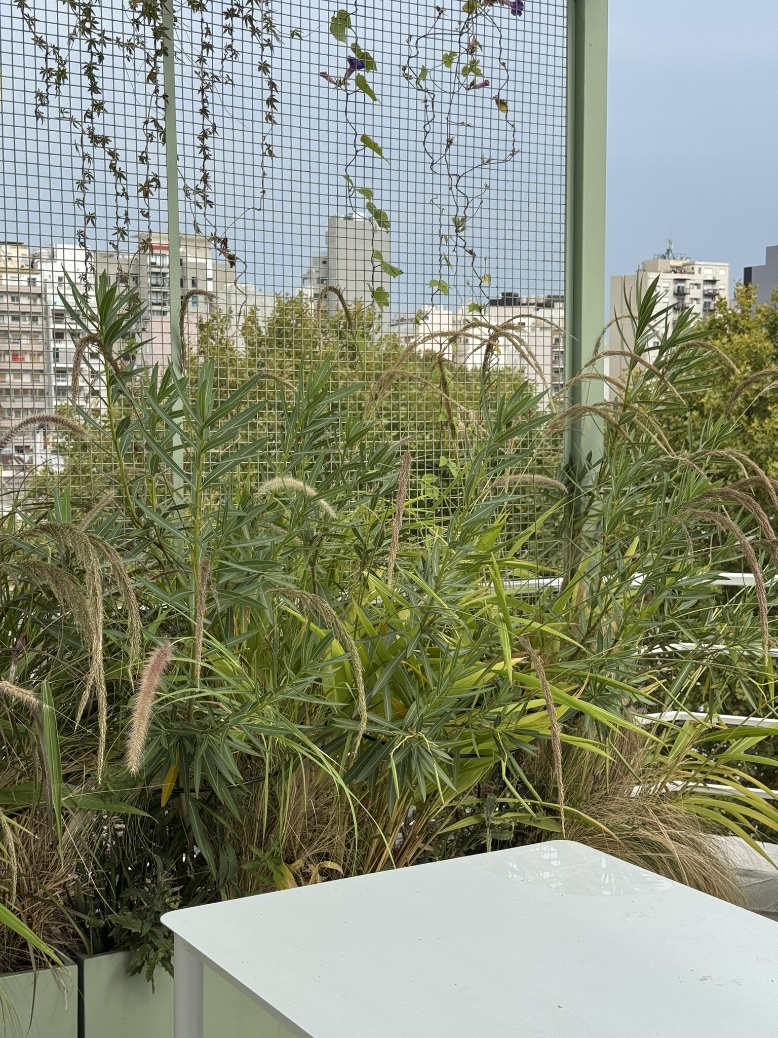Una terraza transformada en espacio verde para compartir